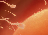 Descoberta de uma proteína associada com a fertilidade