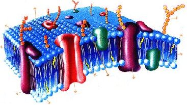 proteínas de membrana e lipídios
