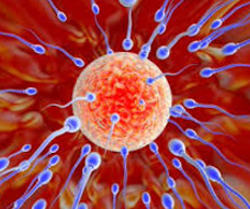 Proteínas relacionadas à ovulação e fertilidade