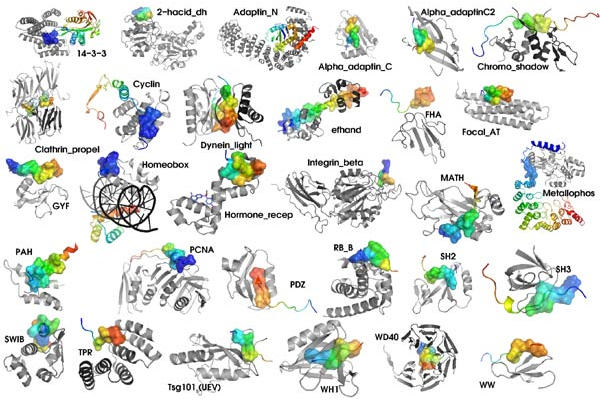 Vários tipos de moléculas que são proteínas