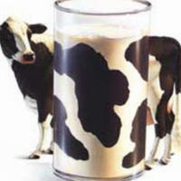 As proteínas do leite depende da vaca
