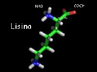 A lisina é um aminoácido essencial
