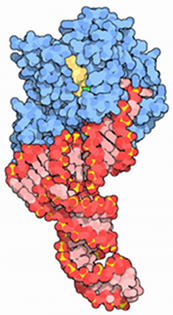 Fase de alongamento da síntese da proteína